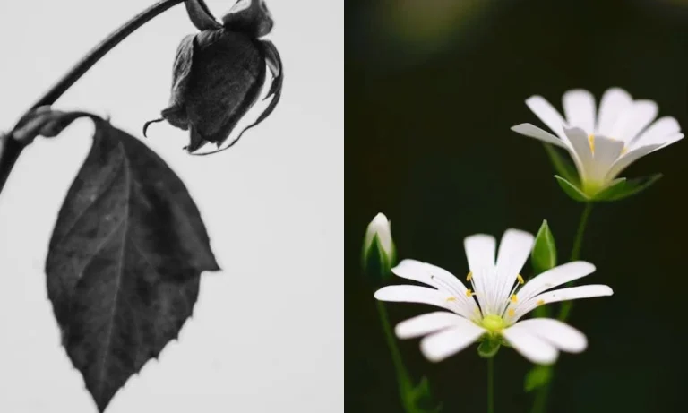 Two images showing a live flower and a dead flower