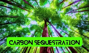 Understanding Carbon Sequestration