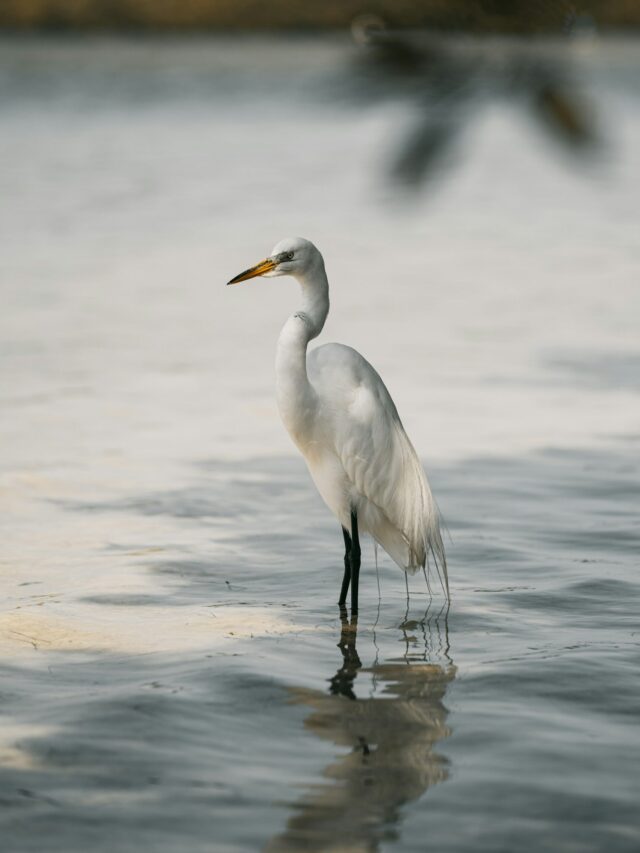 Why Wetlands Are Important