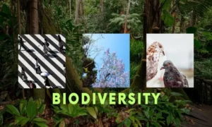 Biodiversity Importance Conservation Strategies and the Effects of Human Activities