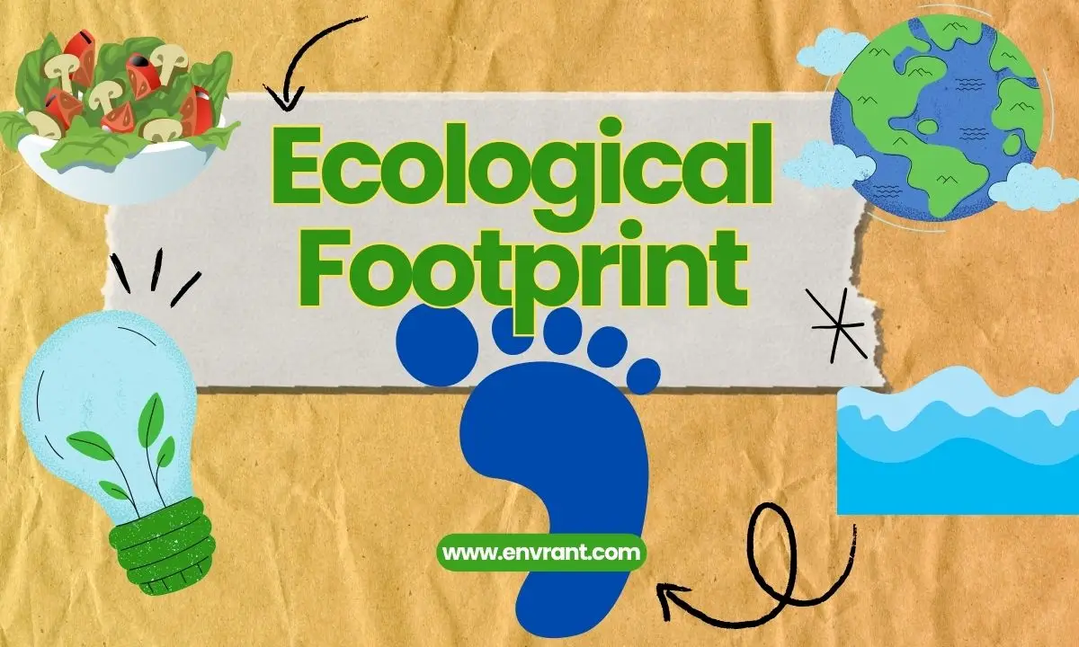 Ecological Footprint Explained