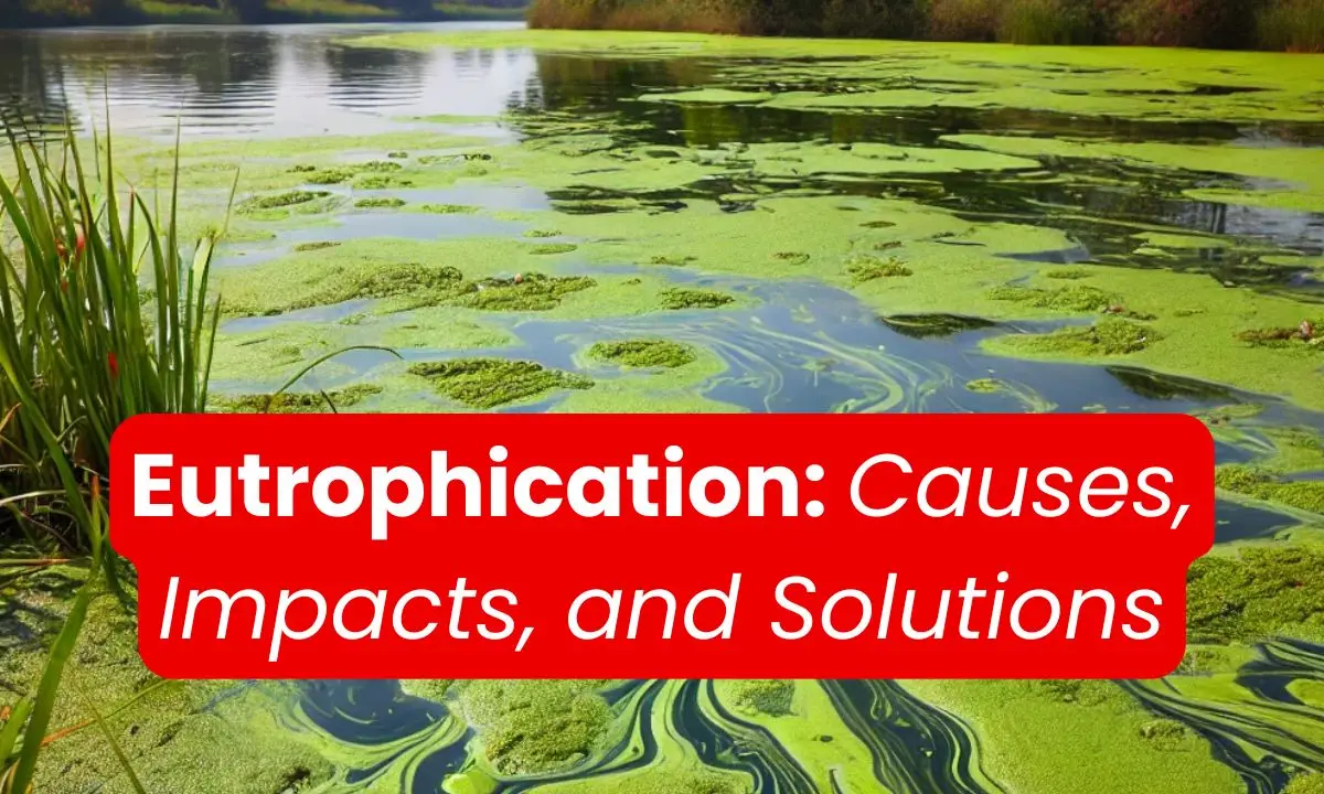 Eutrophication Causes, Impacts, and Solutions