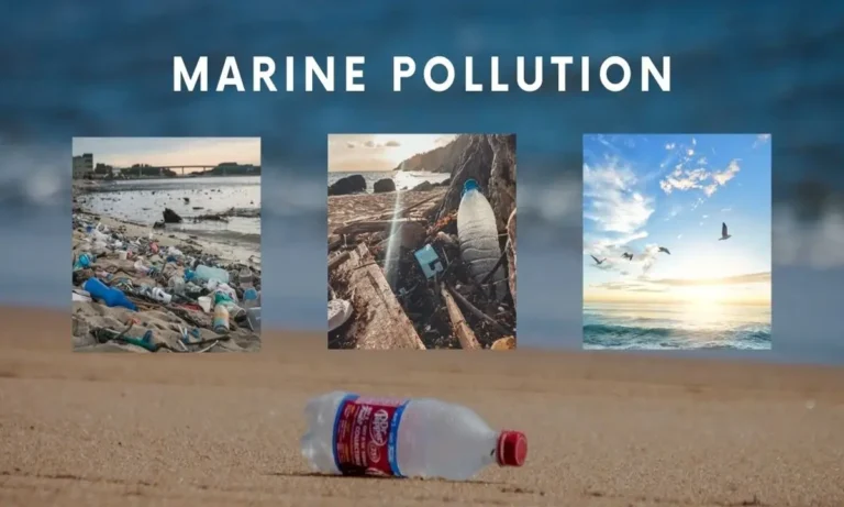 Marine Pollution Causes, Effects, and Solutions