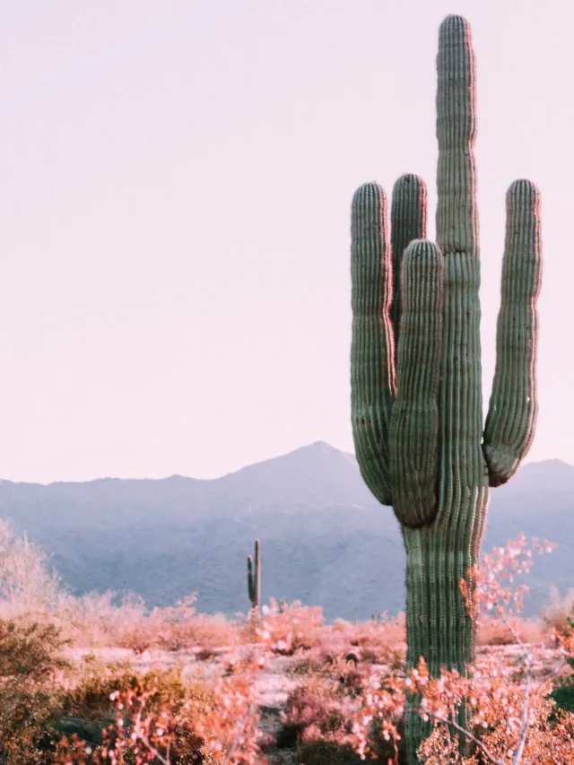 A picture of a tree in a desert