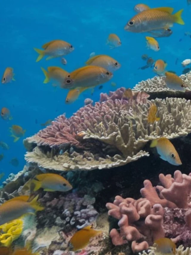 Red Alert for Coral Species 44% Threatened With Extinction (1)