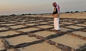 Saudi Desertification Crisis and Shocking Simple Solution Fighting It