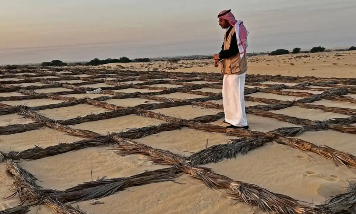 Palm Fronds vs. Sand Dunes