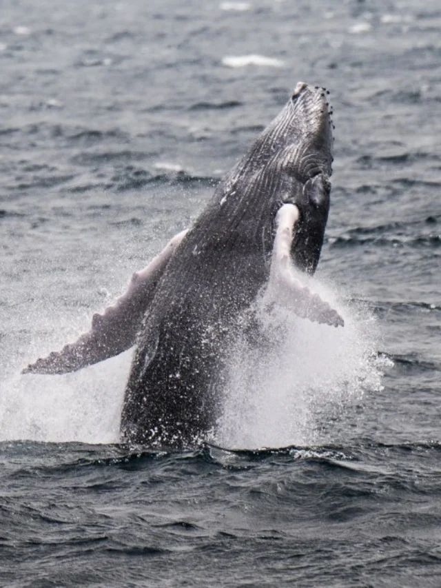 humpback whale